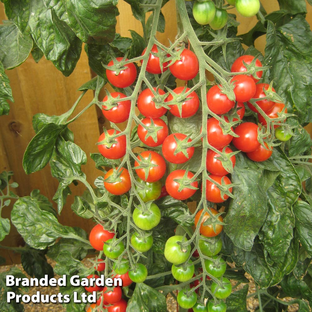 Tomato 'Sugar Gloss' F1 Hybrid (Grafted) image