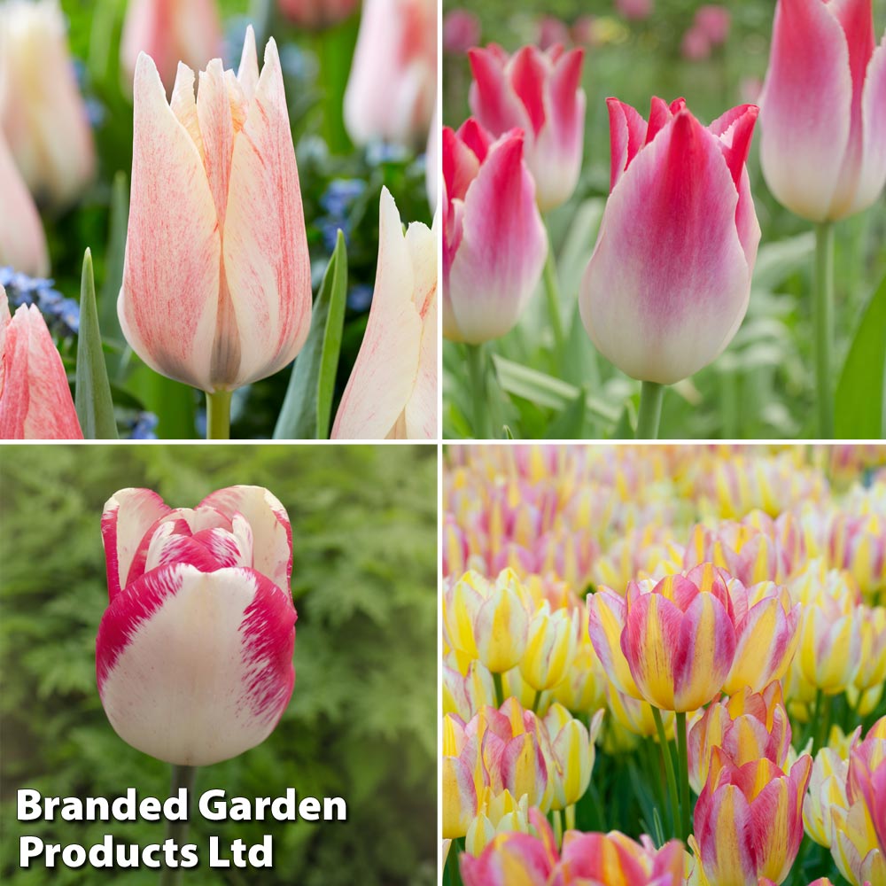 Tulip 'Colour Changing Collection' image