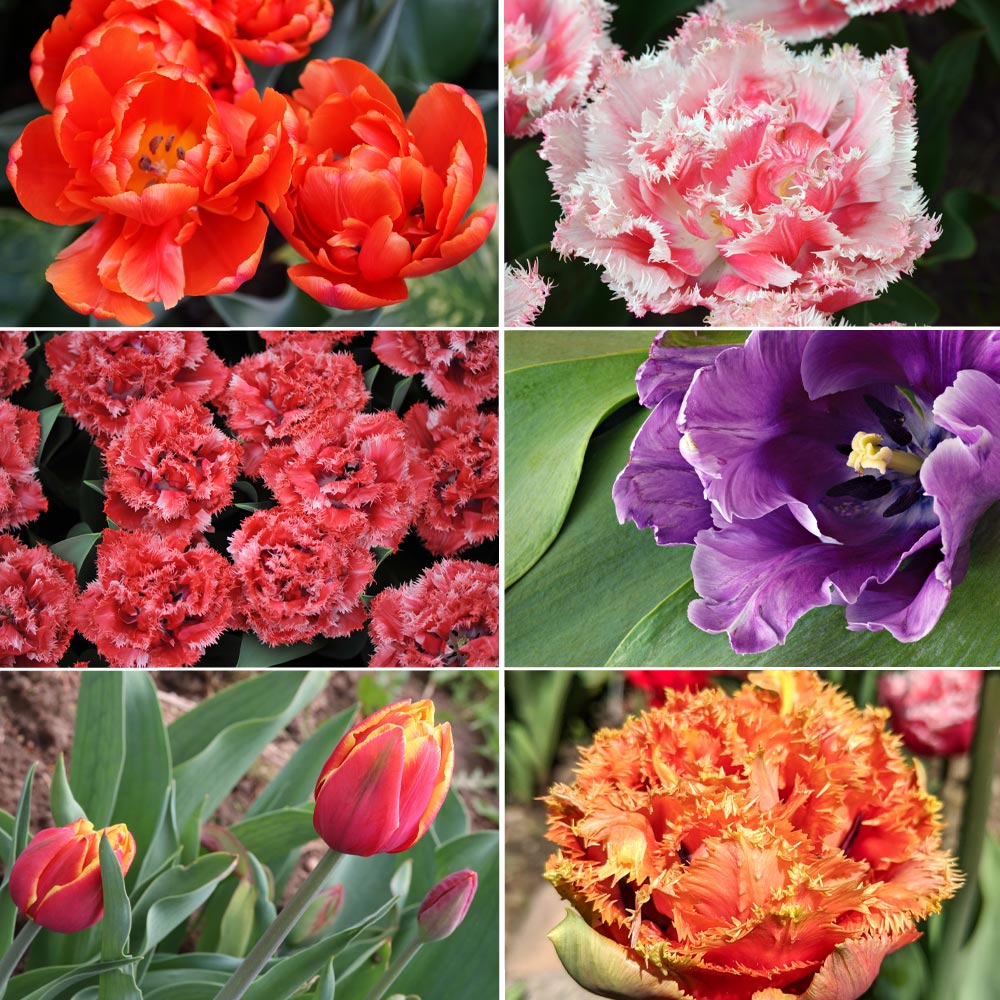 Tulip 'Doubles Collection' image