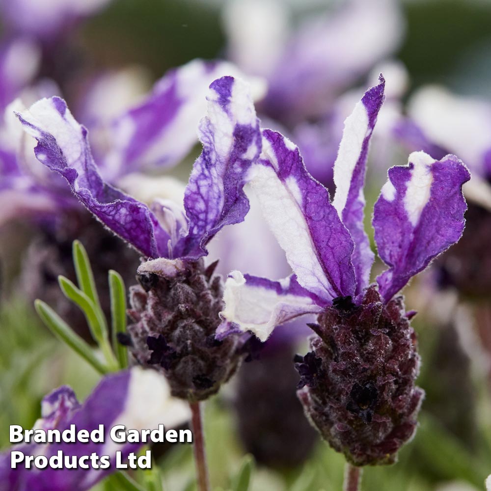 Lavender 'Twin Summer' (Butterfly Garden) image