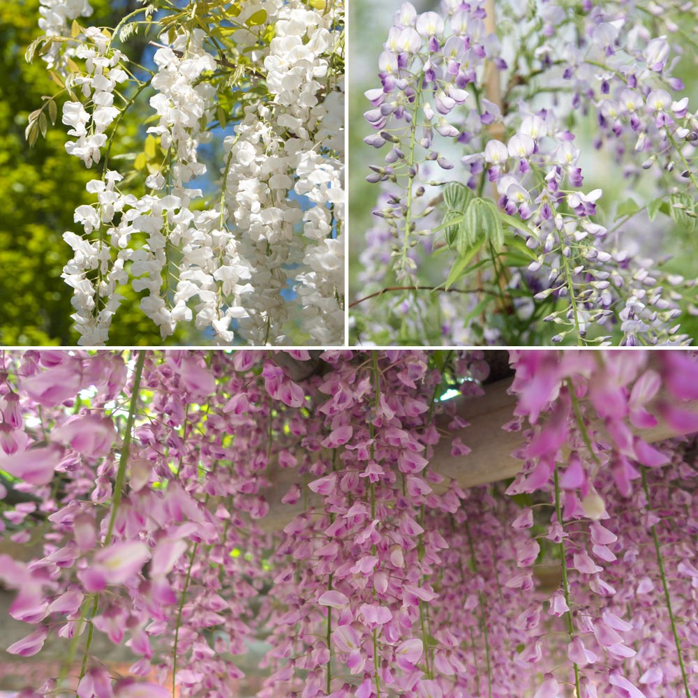 Wisteria Trio image