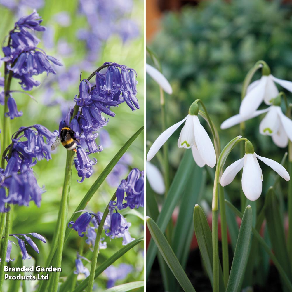 Woodland Garden Bulb Duo image